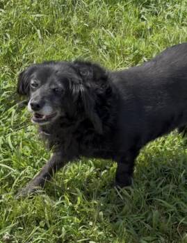Shadow -  Dachshund Dog for Adoption in Thibodaux, Louisiana - Shadow | PetCurious