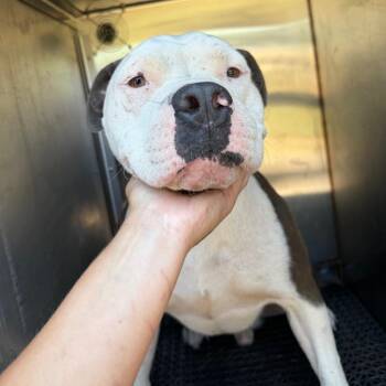 Morrow -  Mixed Breed Dog for Adoption in Memphis, Tennessee - Morrow | PetCurious