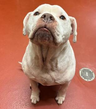 Pit Bull Terrier Dogs Available for Adoption - Serendipity | PetCurious