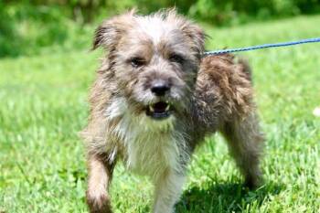 YUJI -  Mixed Breed Dog for Adoption in Brazil, Indiana - YUJI | PetCurious