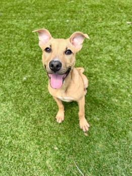 American Staffordshire Terrier and Mixed Breed Dogs Available for Adoption in Daytona Beach, Florida - Brock - 1 | PetCurious