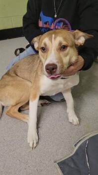 German Shepherd Dog and Mixed Breed Dogs Available for Adoption in Indianapolis, Indiana - HYACINTH | PetCurious