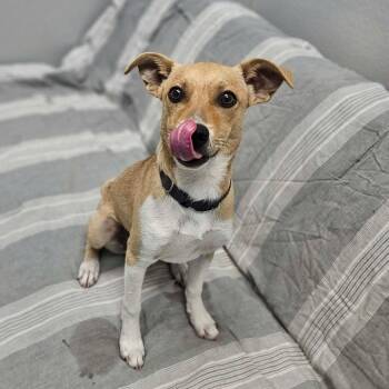 Chihuahua and Terrier Dogs Available for Adoption in Monticello, Iowa - Chico | PetCurious