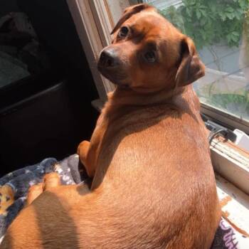 Moe -  Dachshund and Chihuahua Dog for Adoption in Kansas City, Missouri - Moe | PetCurious