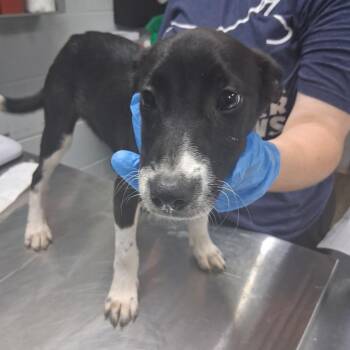 Toddy -  Shepherd Dog for Adoption in Summerville, South Carolina - Toddy | PetCurious