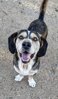 Rescue Beagle and Corgi Dogs for Adoption in Apple Valley, California - Rocko | PetCurious