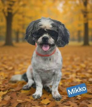 Mikko -  Shih Tzu Dog for Adoption in Wheelersburg, Ohio - Mikko | PetCurious