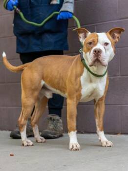 George Strait -  Mixed Breed Dog for Adoption in Chamblee, Georgia - George Strait | PetCurious