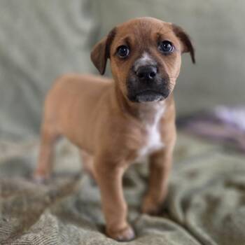 Beagle and Retriever Dogs Available for Adoption - Griffey | PetCurious