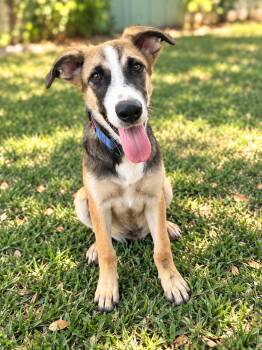 Pretzel -  German Shepherd Dog Dog for Adoption in Harlingen, Texas - Pretzel | PetCurious