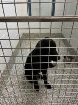 26-573 -  Spaniel and Mixed Breed Dog for Adoption in Barnesville, Georgia - 26-573 | PetCurious