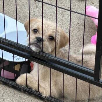 Hazel -  Pug and Terrier Dog for Adoption in Alma, Wisconsin - Hazel | PetCurious