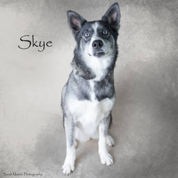 Rescue Husky and Mixed Breed Dogs for Adoption in Ruidoso, New Mexico - Skye | PetCurious