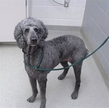 MADDY -  Poodle and Mixed Breed Dog for Adoption in Omaha, Nebraska - MADDY | PetCurious