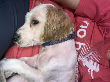Deuce -  Cockapoo Dog for Adoption in Garland, Texas - Deuce | PetCurious