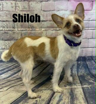 Shih Tzu and Wirehaired Terrier Dogs Available for Adoption in Quincy, Michigan - Shiloh | PetCurious