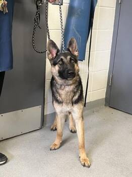 Phoenix -  German Shepherd Dog Dog for Adoption in Spruce Pine, North Carolina - Phoenix | PetCurious