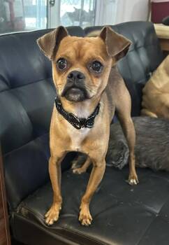 Pug Dogs Available for Adoption - Puglsey | PetCurious