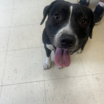 Scooby -  American Bully Dog for Adoption in Dyersburg, Tennessee - Scooby | PetCurious