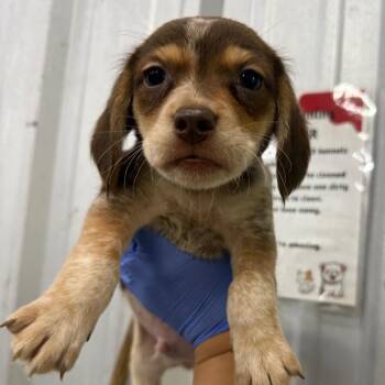 Maurice -  Dachshund and Beagle Dog for Adoption - Maurice | PetCurious