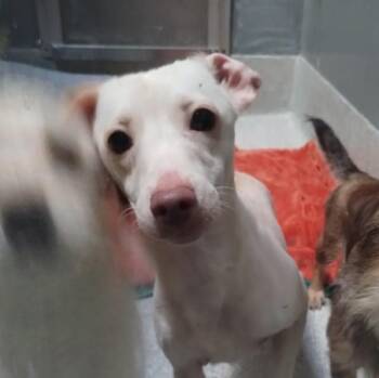 MINNIE -  Chihuahua and Mixed Breed Dog for Adoption in Alameda, California - MINNIE | PetCurious