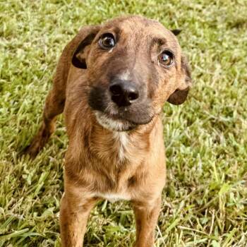 Rescue Labrador Retriever and Terrier Dogs for Adoption in Enfield, Connecticut - Tigger | PetCurious