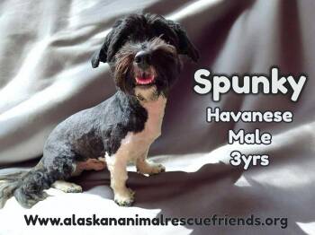 Havanese Dogs Available for Adoption - Spunky | PetCurious