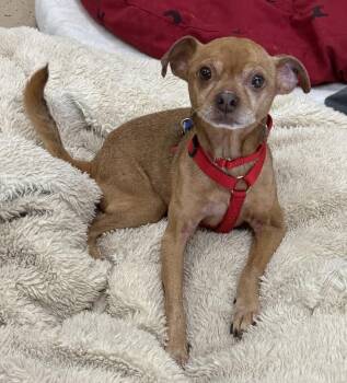 Chihuahua Dogs Available for Adoption in Mundelein, Illinois - Russ | PetCurious