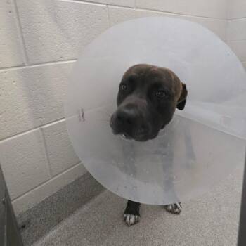 Bubba -  Mixed Breed and American Bulldog Dog for Adoption in Englewood, Florida - Bubba | PetCurious