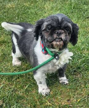 Shih Tzu Dogs Available for Adoption - Birdie  | PetCurious