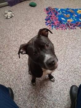June Bug -  Pit Bull Terrier and Mixed Breed Dog for Adoption in Westland, Michigan - June Bug | PetCurious