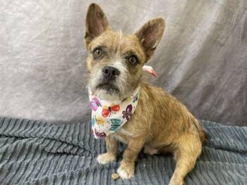 French Bulldog and Chihuahua Dogs Available for Adoption in Salinas, California - MARTY | PetCurious