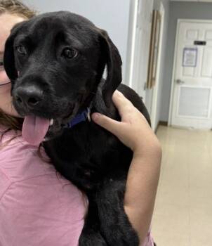 PHANTOM -  Labrador Retriever and Mixed Breed Dog for Adoption in Killeen, Texas - PHANTOM | PetCurious