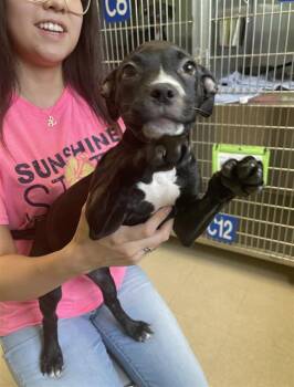 Rescue Boxer and Mixed Breed Dogs for Adoption in Rosenberg, Texas - CECILIA | PetCurious