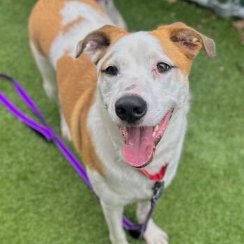 Cleopatra -  German Shepherd Dog and Australian Shepherd Dog for Adoption in Warwick, Rhode Island - Cleopatra | PetCurious