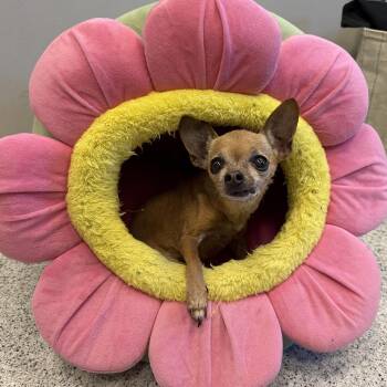 Chiquita Bonita -  Chihuahua Dog for Adoption in Cooperstown, New York - Chiquita Bonita | PetCurious