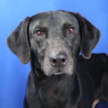 Black Labrador Retriever Dogs Available for Adoption - Marky Mark - 121802T | PetCurious