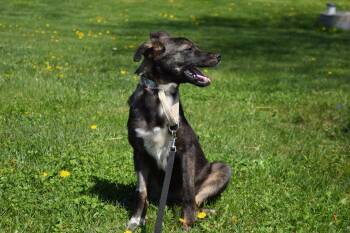Shepherd Dogs Available for Adoption in Tomah, Wisconsin - Emerald | PetCurious
