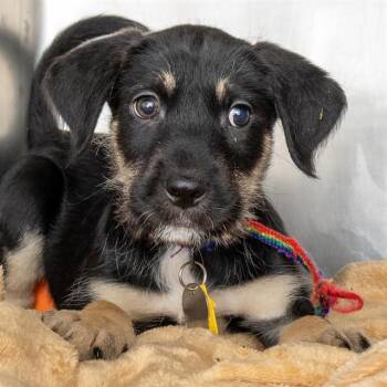 German Shepherd Dog and Australian Shepherd Dogs Available for Adoption in St. Louis, Missouri - TRAVIS | PetCurious