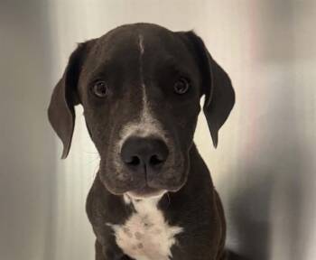 KYLIE -  Mixed Breed Dog for Adoption in Dallas, Texas - KYLIE | PetCurious
