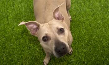 RAYA -  American Staffordshire Terrier Dog for Adoption in Fort Lauderdale, Florida - RAYA | PetCurious