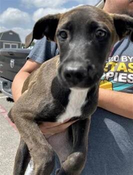 LOBO -  German Shorthaired Pointer Dog for Adoption in San Antonio, Texas - LOBO | PetCurious