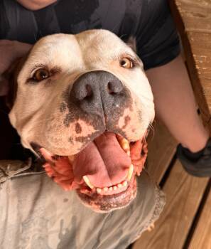 American Bully Dogs Available for Adoption - Rainy | PetCurious