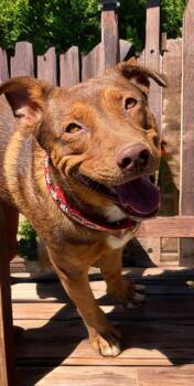 Buddy Boy -  American Bulldog Dog for Adoption in Kingman, Arizona - Buddy Boy | PetCurious