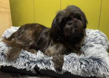 Sugar -  Shih Tzu Dog for Adoption in Alexander, Arkansas - Sugar | PetCurious