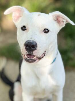 Boston -  Australian Cattle Dog Blue Heeler and Pit Bull Terrier Dog for Adoption in Anderson, Indiana - Boston | PetCurious