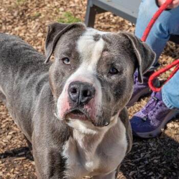 Mixed Breed Dogs Available for Adoption in Chamblee, Georgia - Pitts | PetCurious