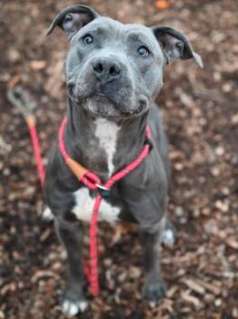 Mixed Breed Dogs Available for Adoption in Chamblee, Georgia - Bueller | PetCurious