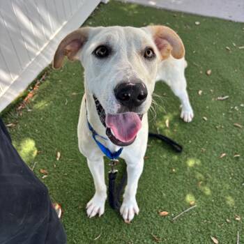 Sequoia -  Mixed Breed Dog for Adoption - Sequoia | PetCurious