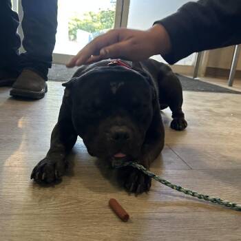 Forklift Fred -  English Bulldog Dog for Adoption in Austin, Texas - Forklift Fred | PetCurious